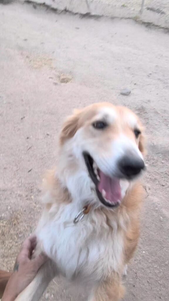 perrobueno