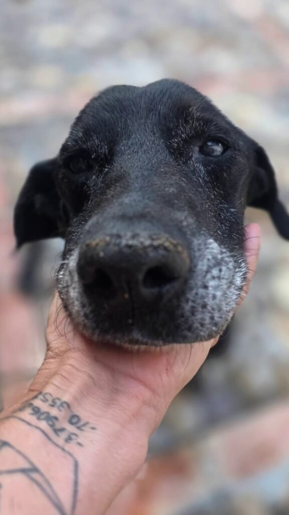 perrobueno