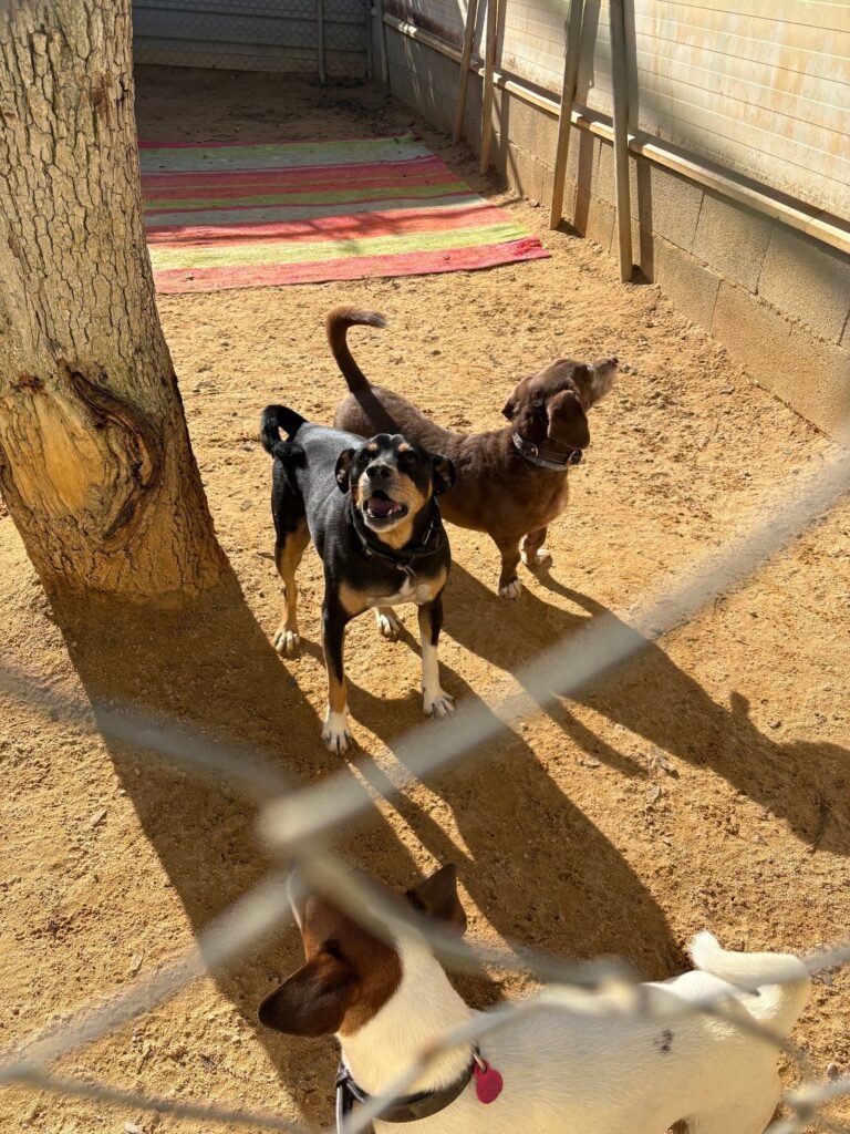 pet jilton club