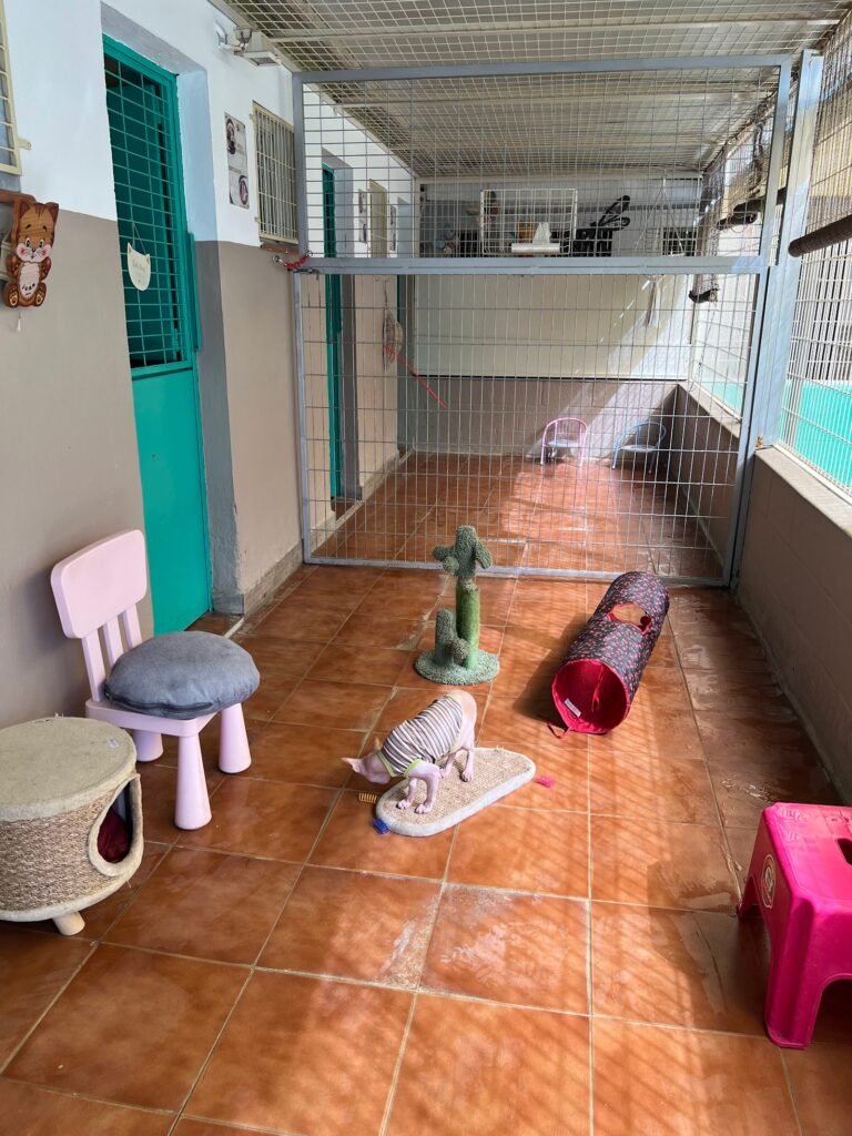 pet jilton club