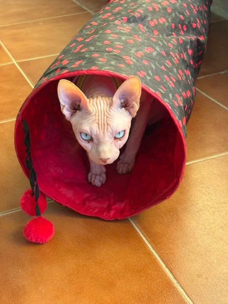pet jilton club