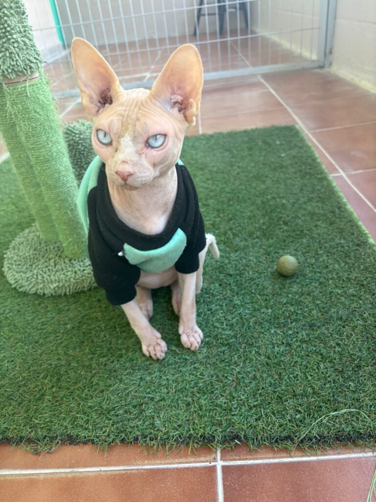 pet jilton club
