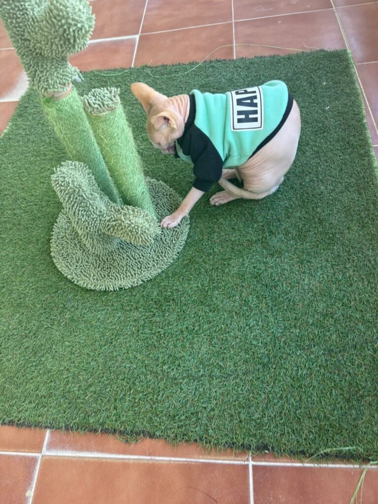 pet jilton club