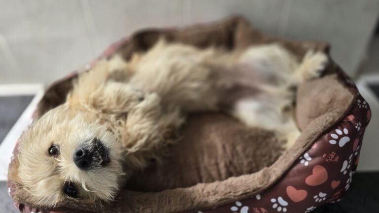 Guardería Canina Pet Lover Valencia – residencia canina en Valencia