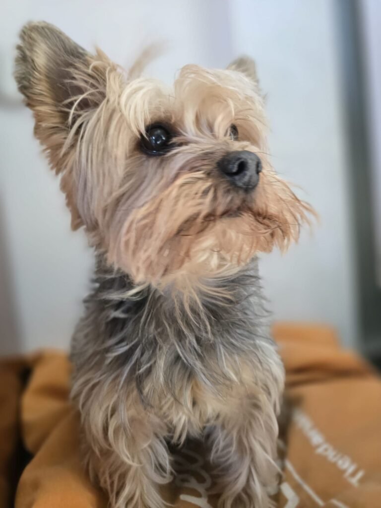 pet lover valencia