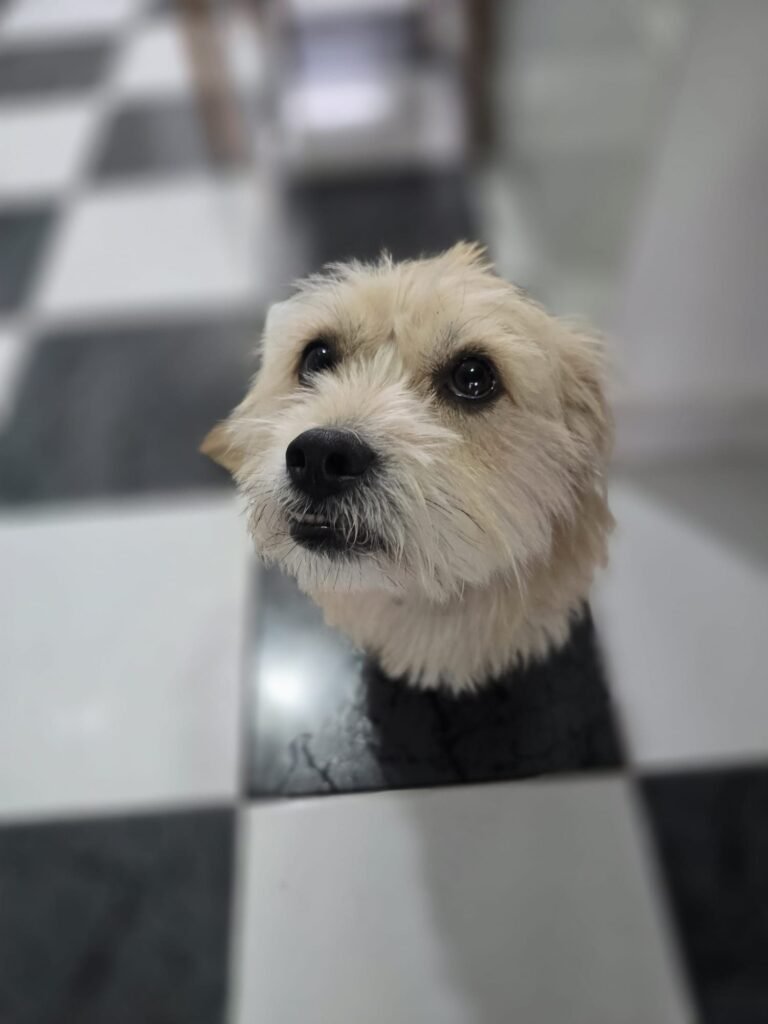 pet lover valencia