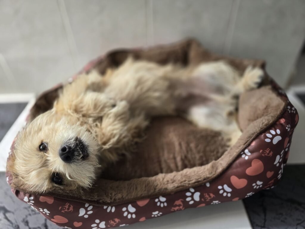 pet lover valencia