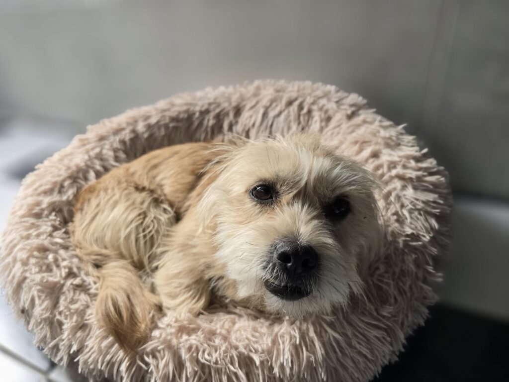 pet lover valencia