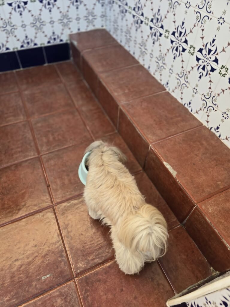 pet lover valencia