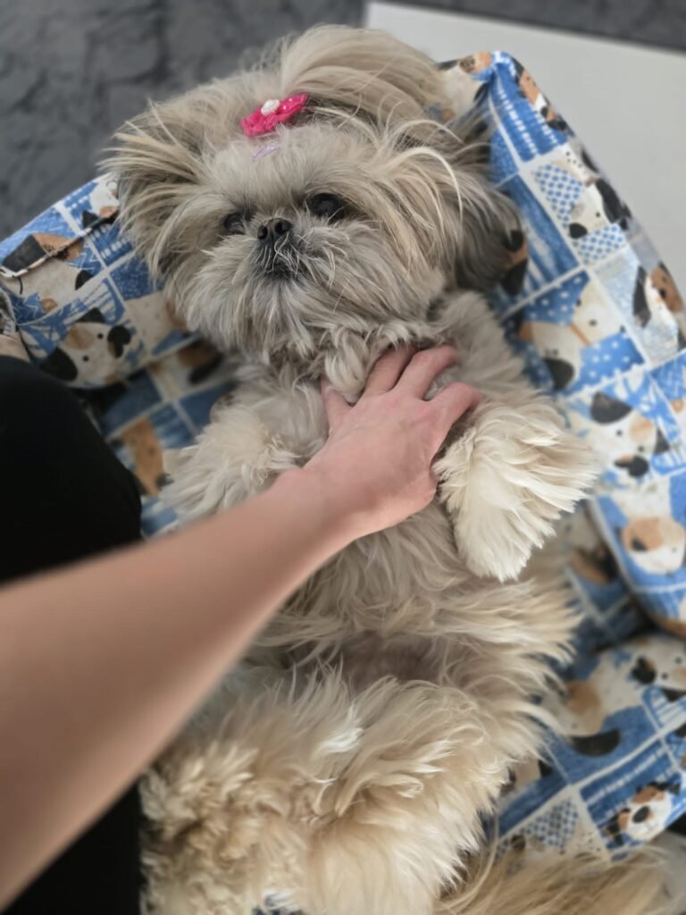 pet lover valencia