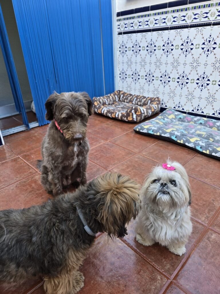 pet lover valencia