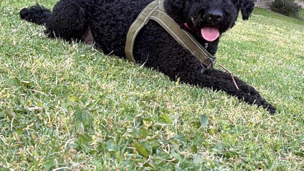 Hotel y Guardería Canina PETBNB – residencia canina en Guadalajara