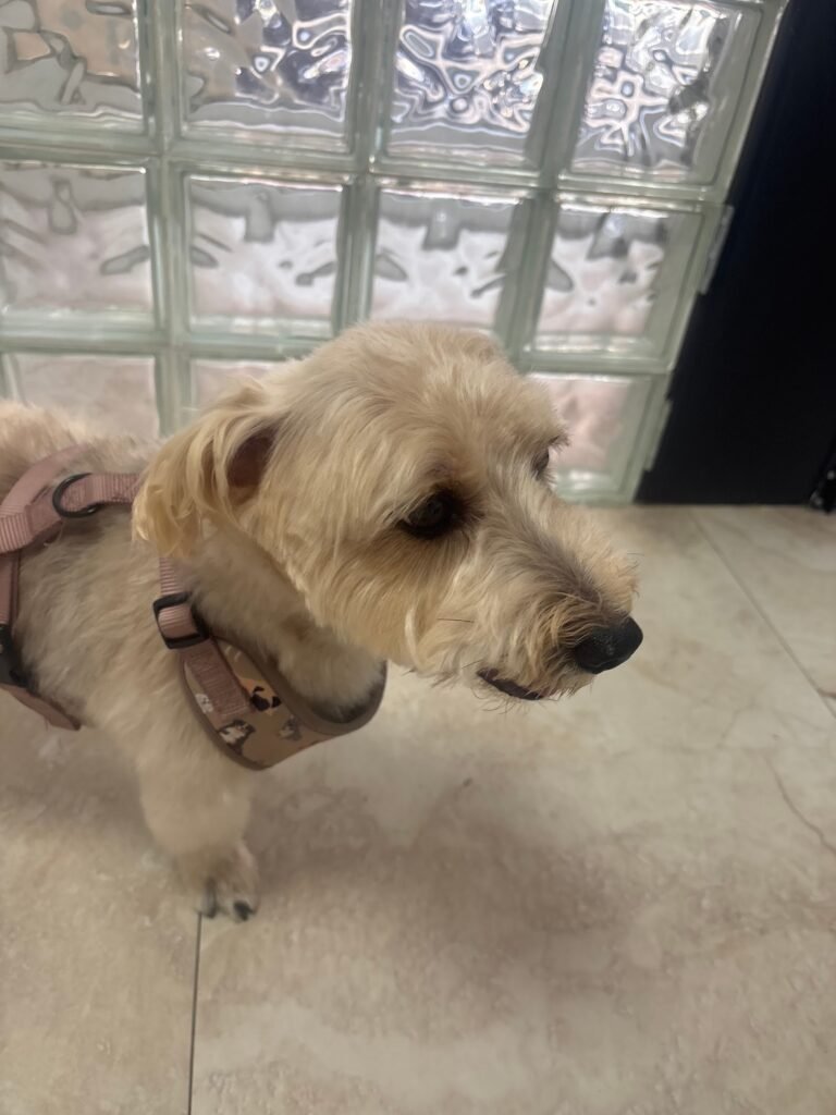 petcenterleal