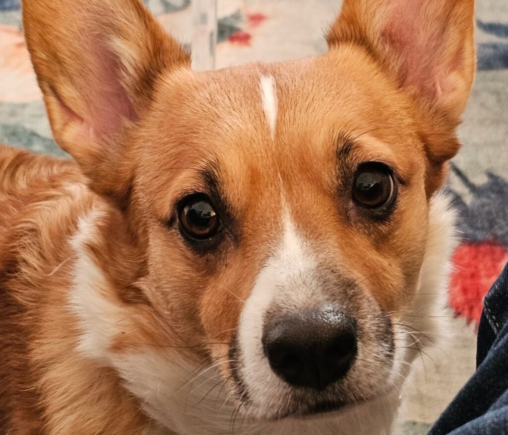 petcenterleal