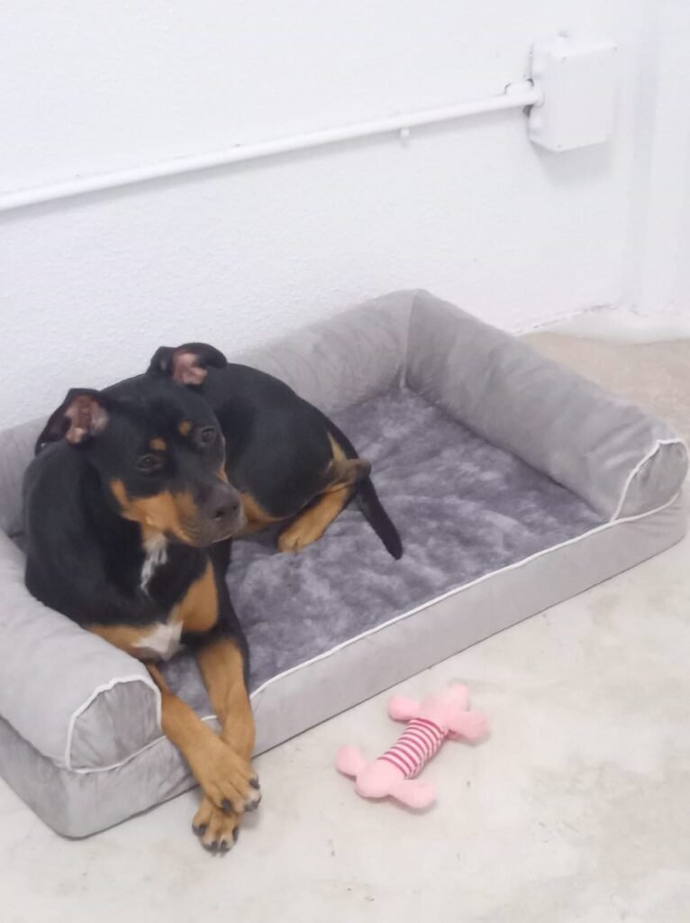 petcenterleal