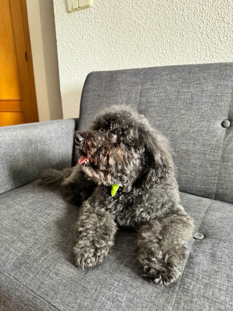 petcenterleal