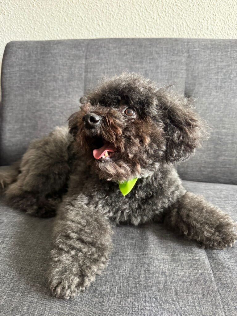 petcenterleal