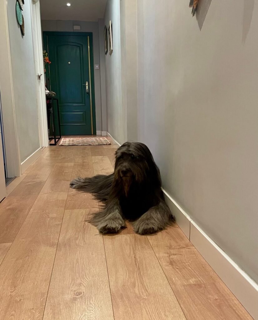 petcenterleal