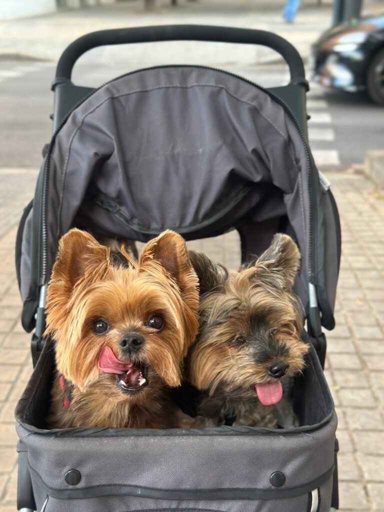 petluditos