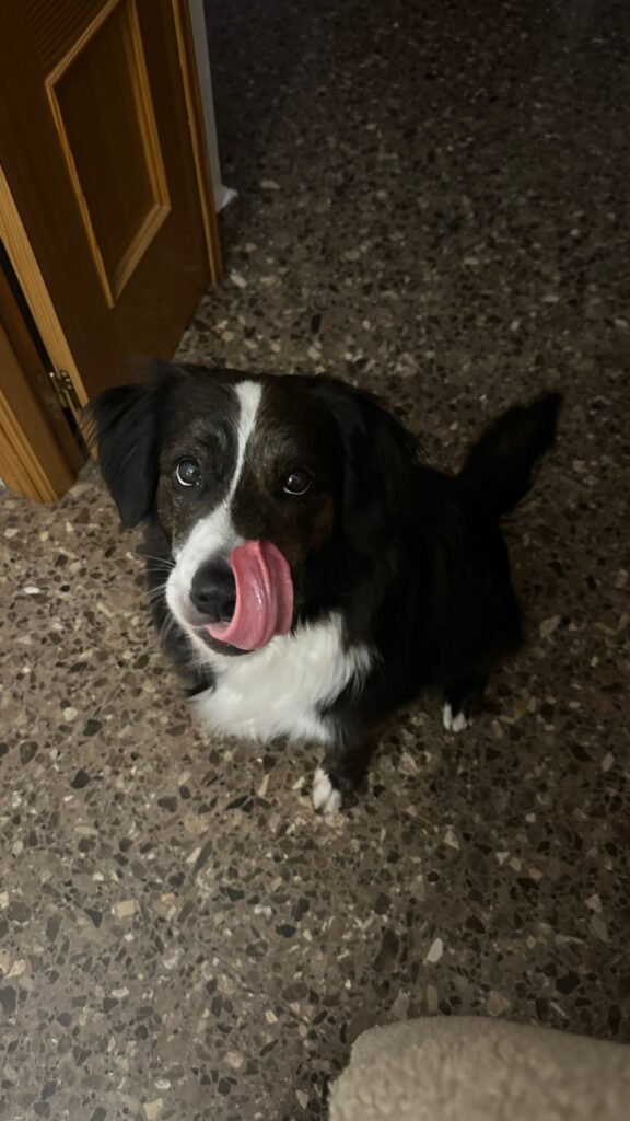 petluditos