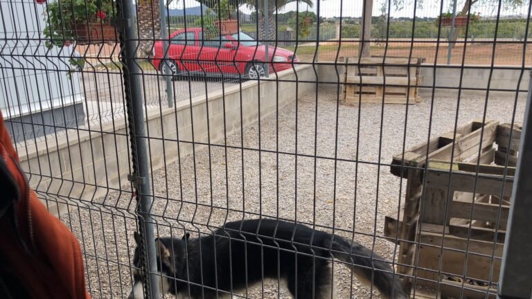 Residencia Canina Pichera – residencia canina en Valencia