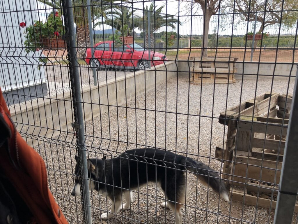 pichera