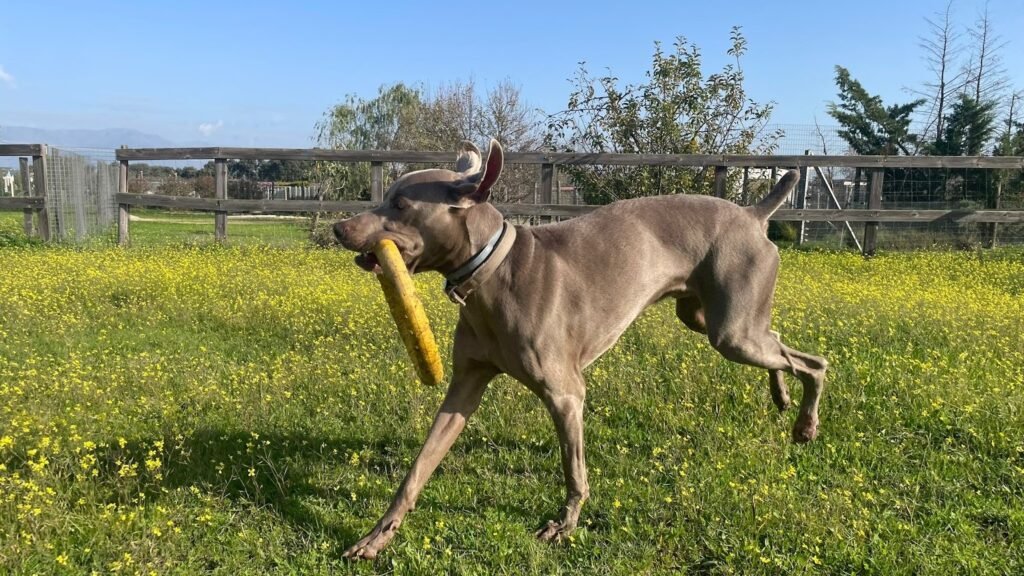 Residencia Canina Pico Chaparral – residencia canina en Toledo