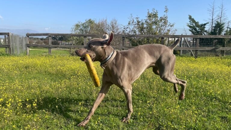 Residencia Canina Pico Chaparral – residencia canina en Toledo