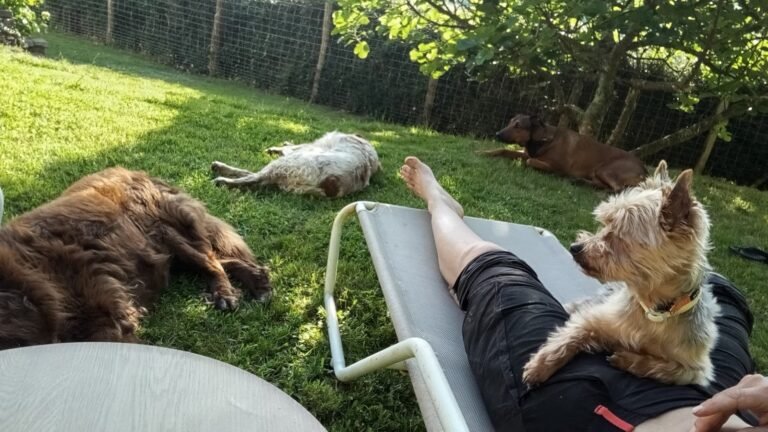 Residencia Canina Pikuko – residencia canina en Navarra