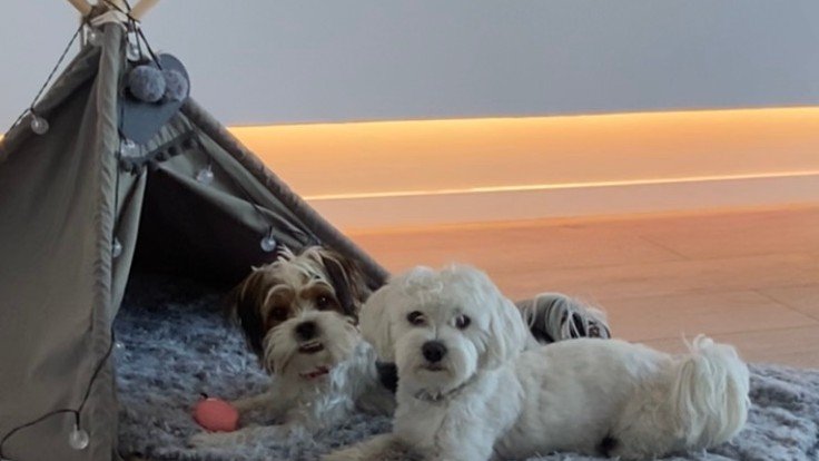 Guardería Canina Preppy Dog – residencia canina en León