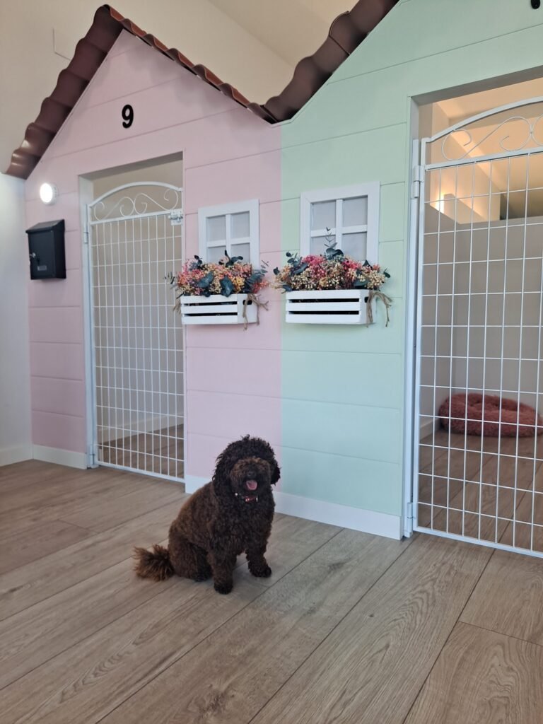 preppy dog