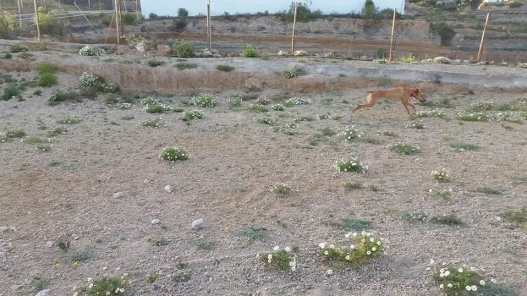 Hotel Canino Proanican – residencia canina en Santa Cruz de Tenerife