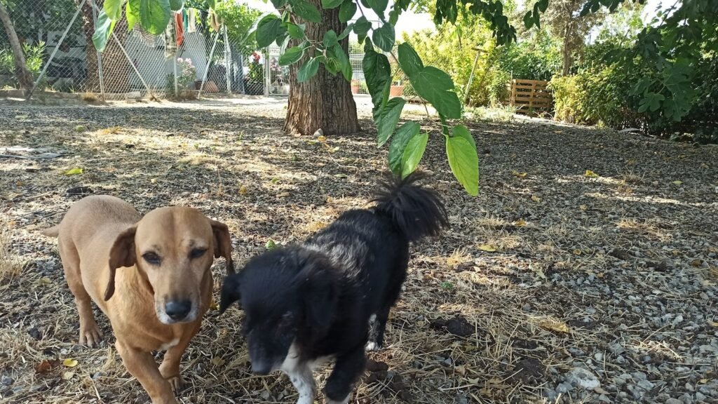 Residencia Canina Quinkey – residencia canina en Jaén