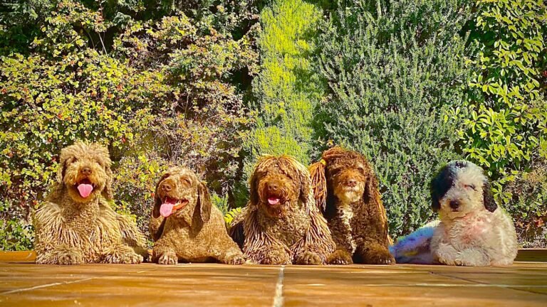 Residencia Canina RASTAdog Barajas – residencia canina en Madrid