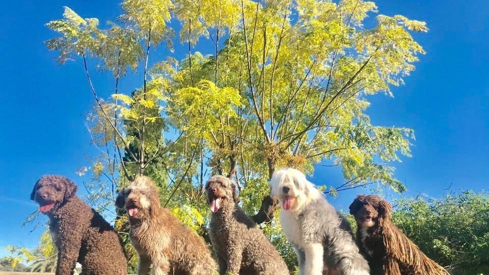 Residencia Canina RASTAdog – residencia canina en Córdoba