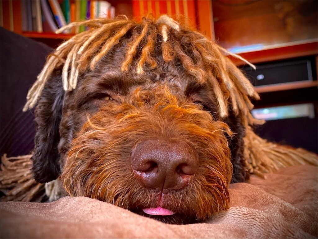 rastadog