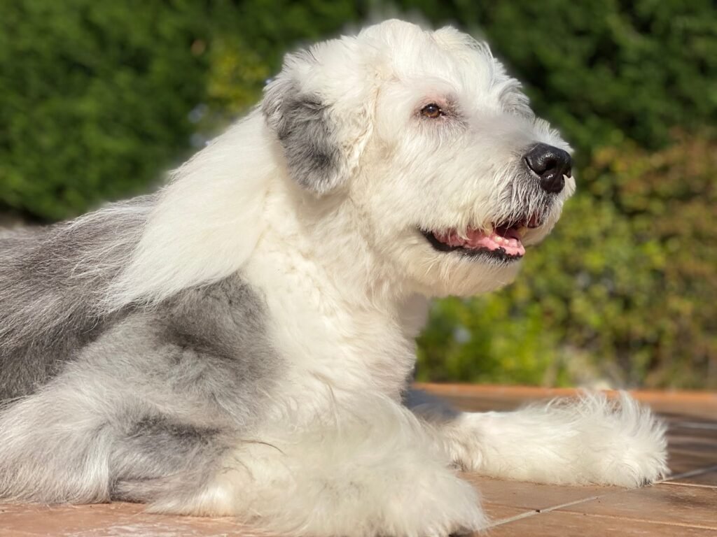 rastadog