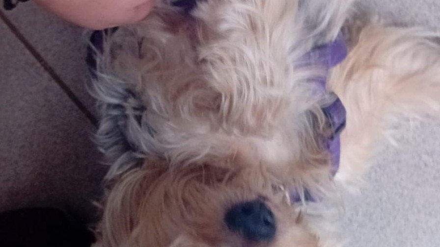 reino animal