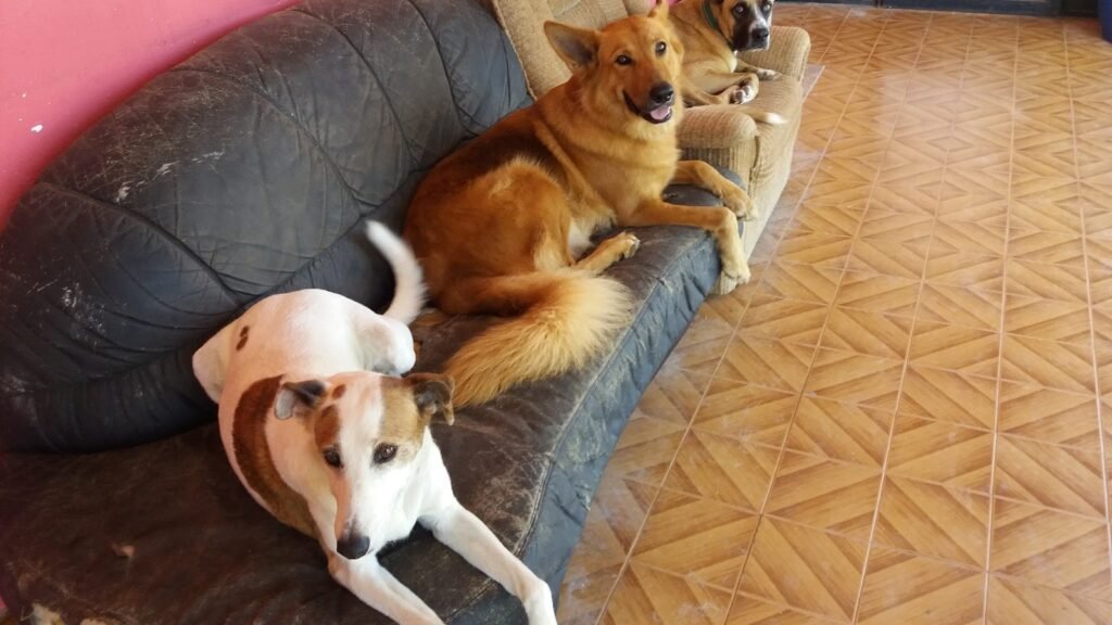 Residencia Ana de Perros y Gatos – residencia canina en Castellón
