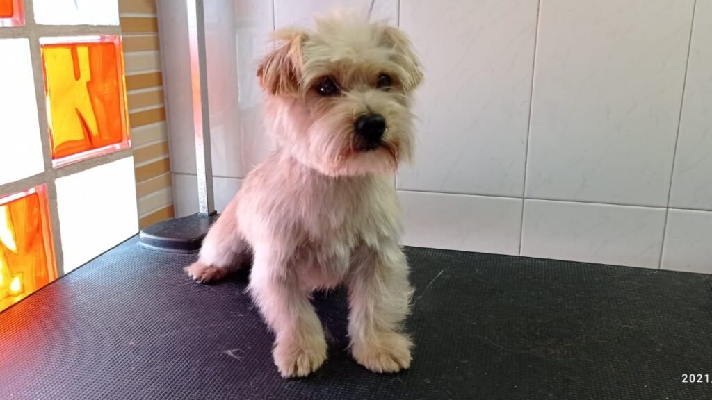 Guardería Canina del Camino – residencia canina en Toledo