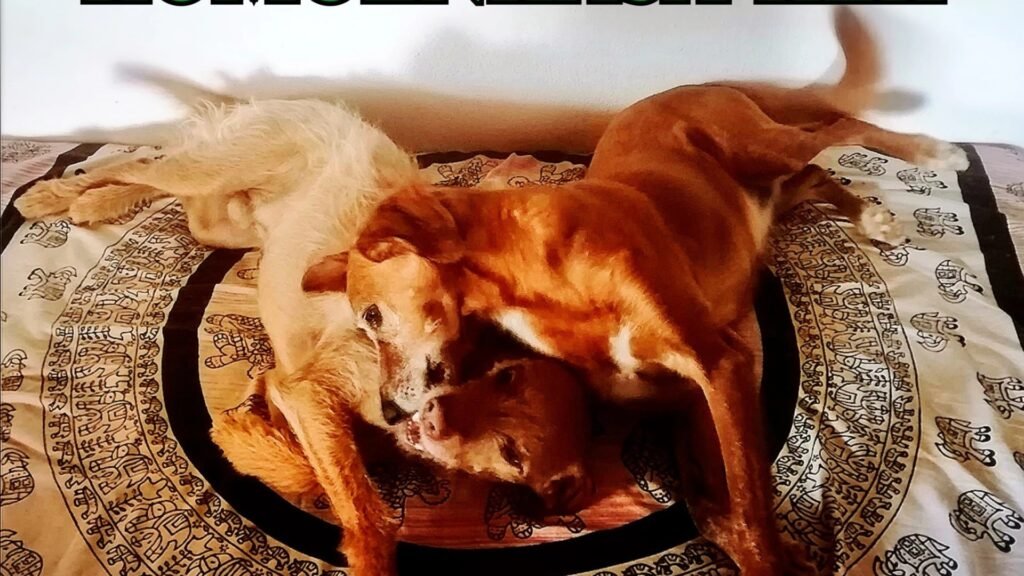 Residencia Canina Komoenkasa Kek – residencia canina en Málaga
