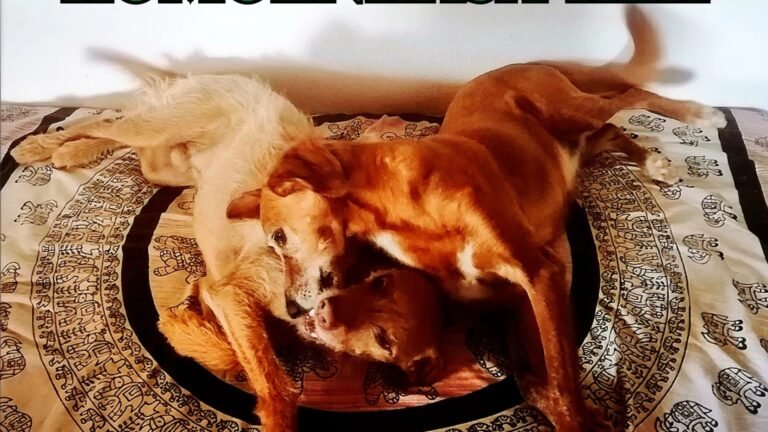 Residencia Canina Komoenkasa Kek – residencia canina en Málaga