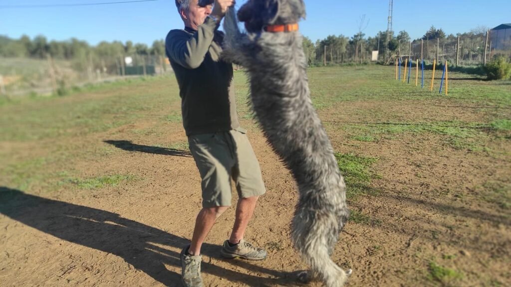 Residencia Canina La Saucedilla – residencia canina en Málaga