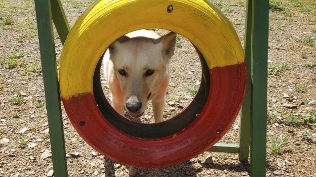 Residencia Canina Mi Casa – residencia canina en Málaga