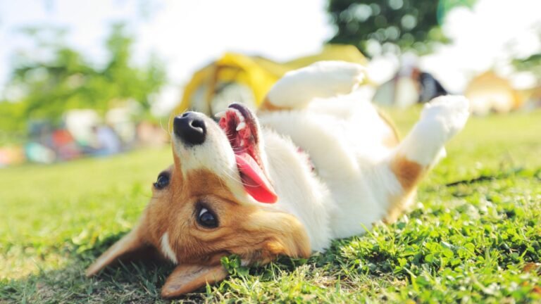 Residencia Canina Nudacan – residencia canina en Navarra