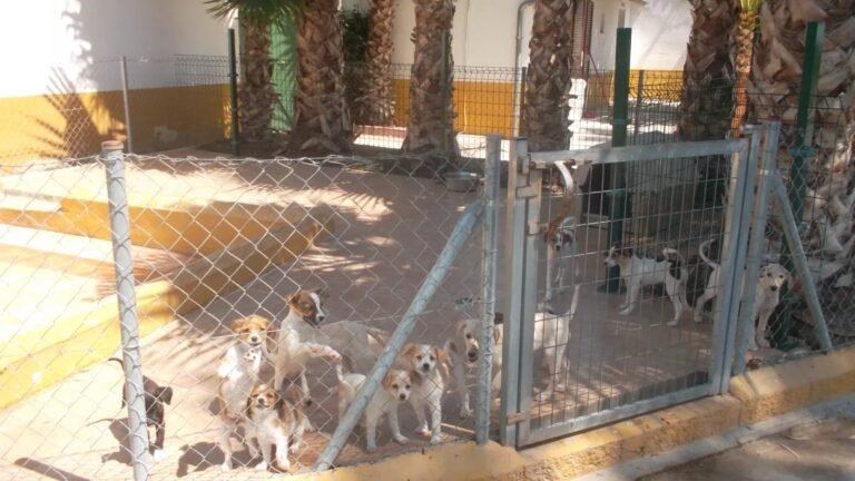 Residencia Canina Paraíso – residencia canina en Málaga