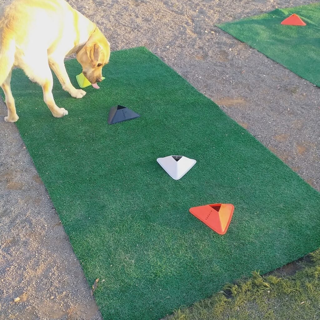 residencia canina sagunto
