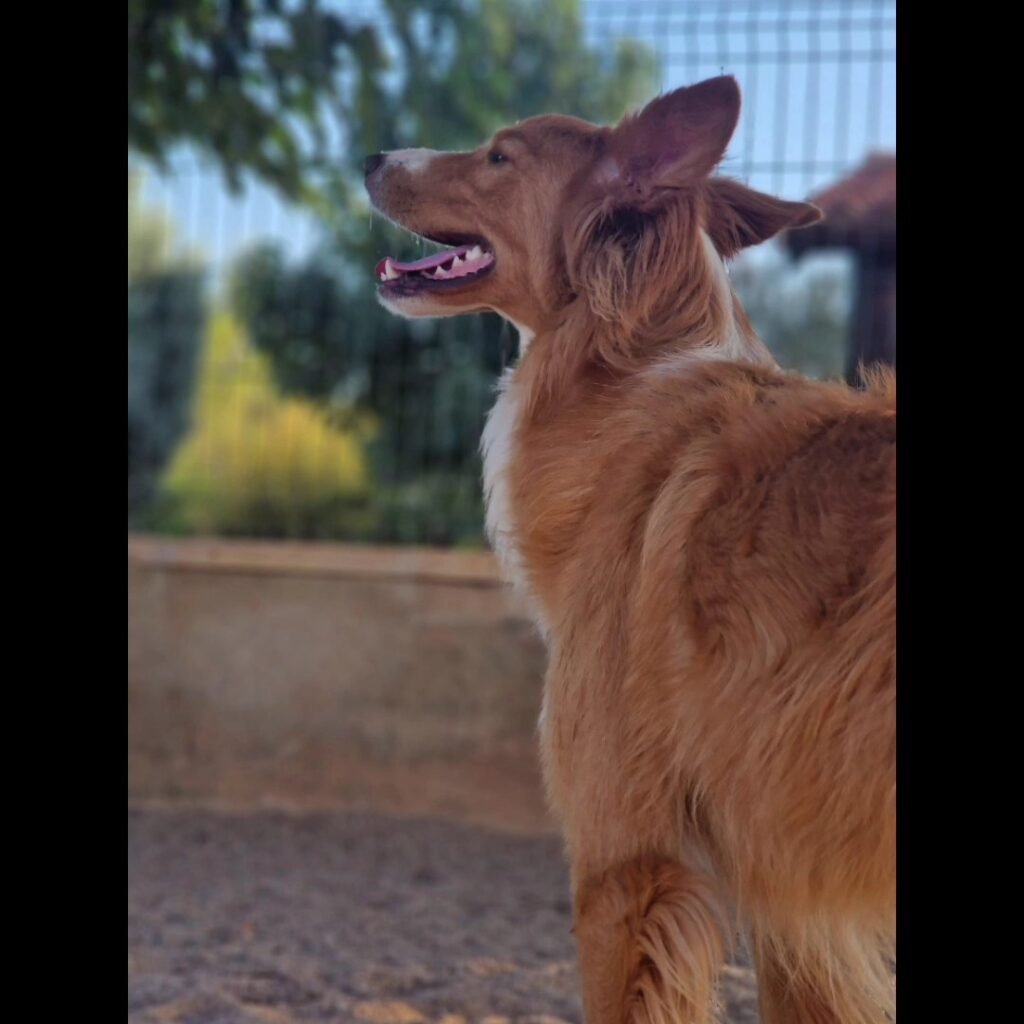 residencia canina sagunto