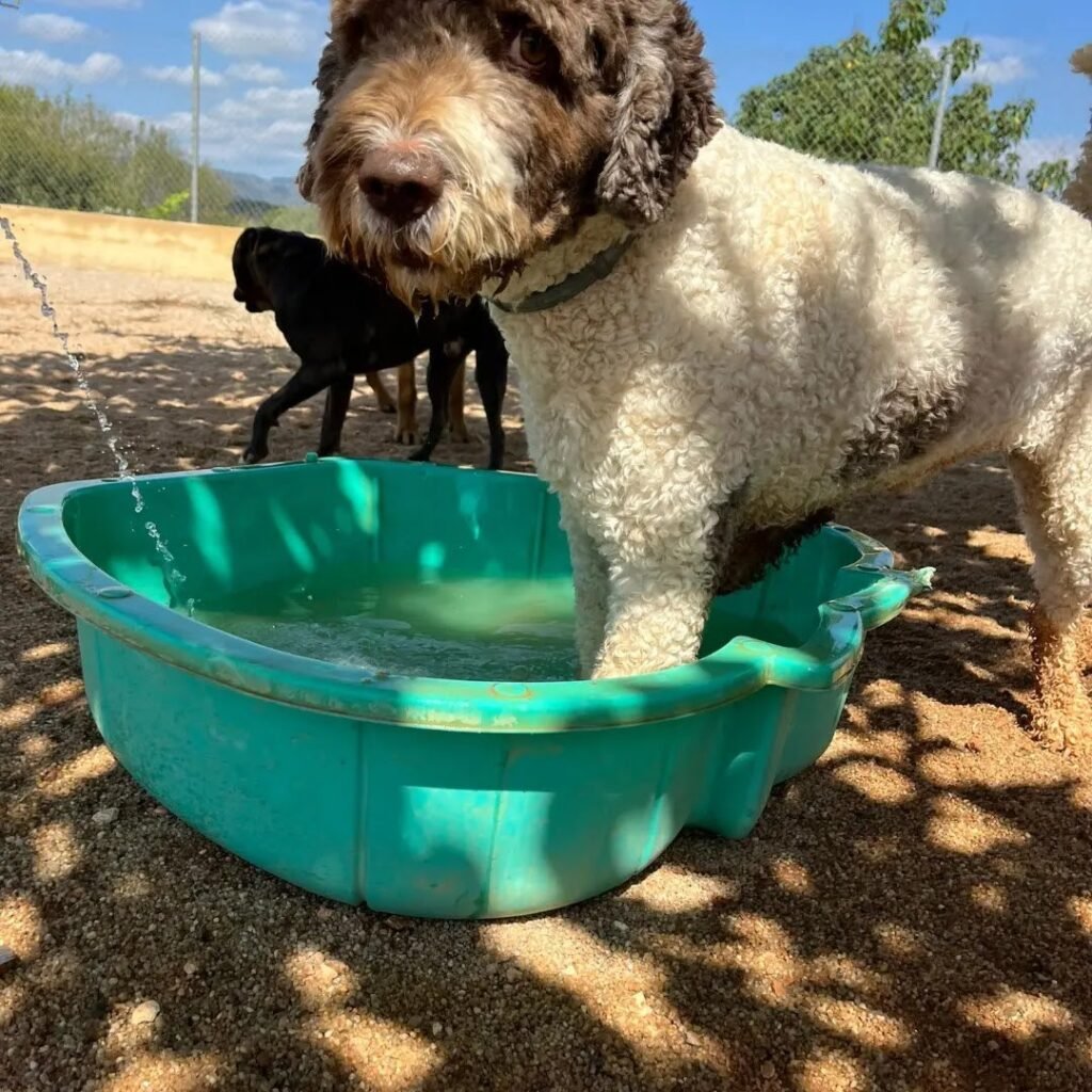 residencia canina sagunto