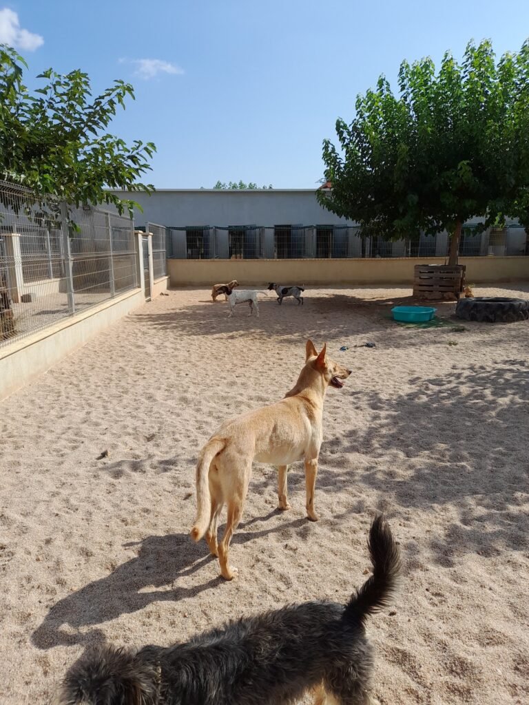 residencia canina sagunto